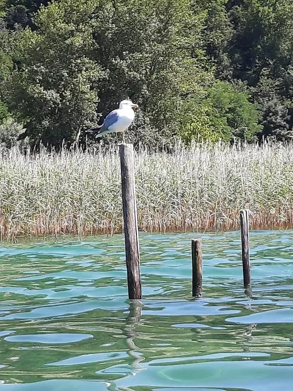Le Lamartine, vue magnifique face au Lac du Bourget Aix-les-Bains